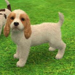 Cocker Spaniel Nintendogs Wiki Fandom