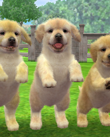 Golden Retriever Nintendogs Wiki Fandom