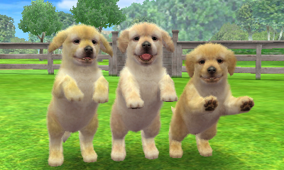 Golden Retriever | Nintendogs Wiki | Fandom