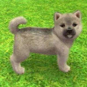 Shiba Inu Nintendogs Wiki Fandom