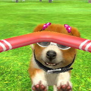 Nintendogs Cats Glitches Nintendogs Wiki Fandom