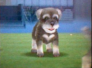 Miniature Schnauzer Nintendogs Wiki FANDOM powered by Miniature Schnauzer Nintendogs Wiki FANDOM powered by