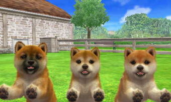 Shiba Inu Nintendogs Cats Club Wiki Fandom