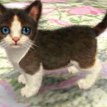 Gatos Wiki Nintendogs Pedia Fandom