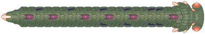 Manta