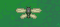 White butter fly (Parasite)1