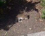 Rata