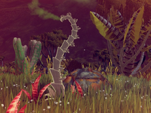 Segmented Scorpion plant 2016-08-25 07-26-16 00-02-11-57
