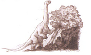 brontosauruses