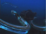 Category Electric Creatures Non Alien Creatures Wiki