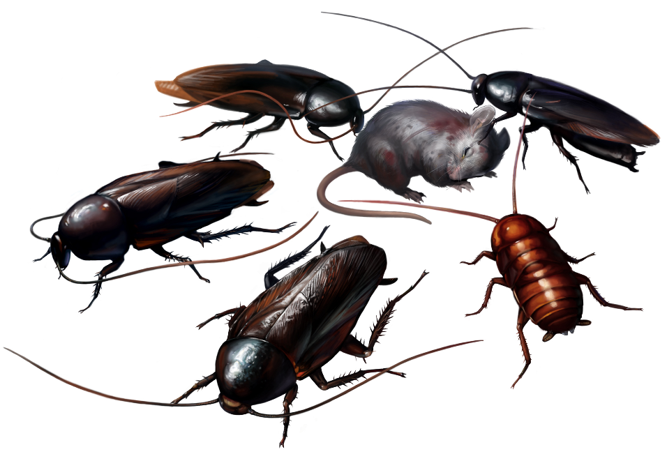 Image - Cockroach (Resident Evil).png | Non-alien Creatures Wiki