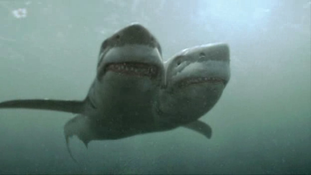 Image result for two headed shark attack