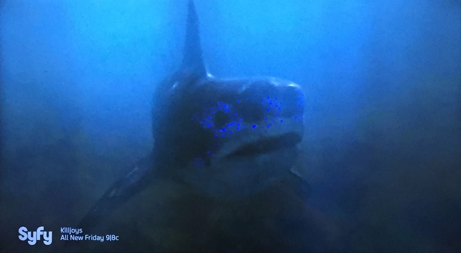 bikini atoll mutated sharks bikini atoll mutated sharks