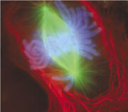 Mitosis-fluorescent