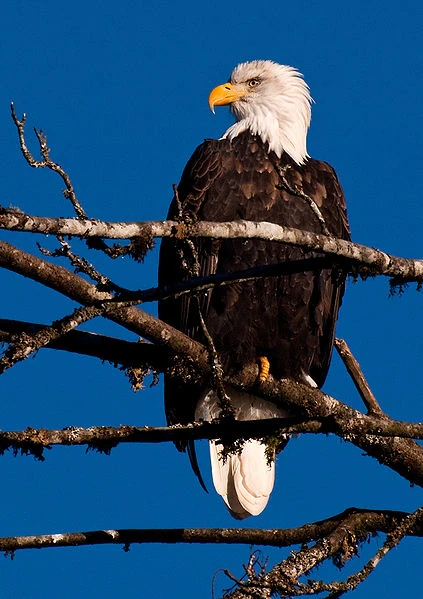 Bald Eagle | North American Wildlife Wiki | FANDOM powered by Wikia