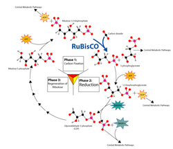699px-Calvin-cycle3