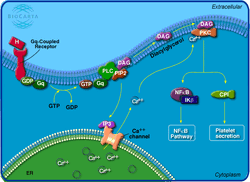 H pkcPathway