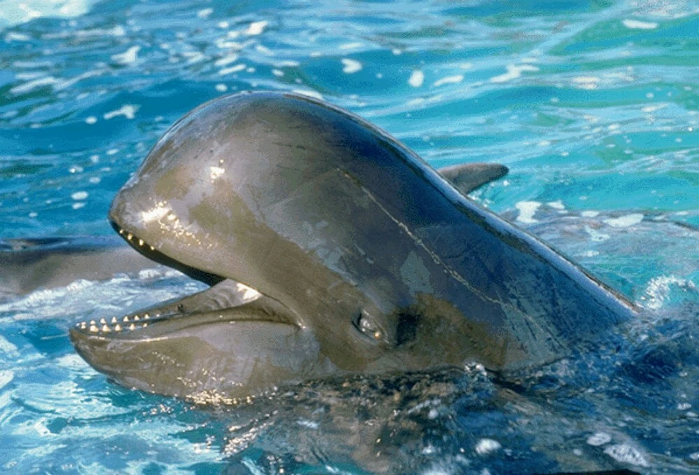 Black Beluga Whale Novum Terram Wiki Fandom