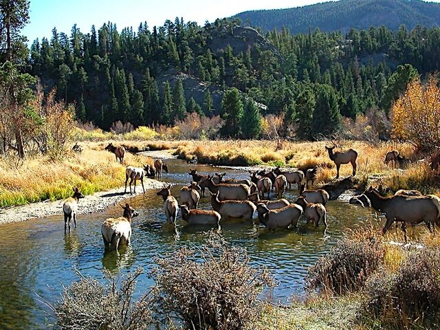 File:Elk RMNP.jpg