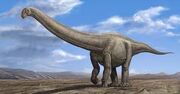 Camarasaurus
