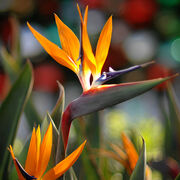 Strelitzia-reginae