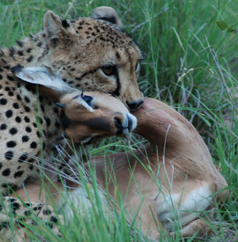 Cheetah with impala