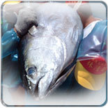 鮪魚