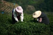 Tea