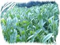 2010年12月13日 (一) 07:02的版本的缩略图