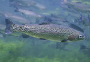 Rainbowtrout