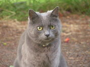 Greycat