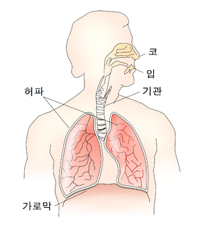 호흡계통