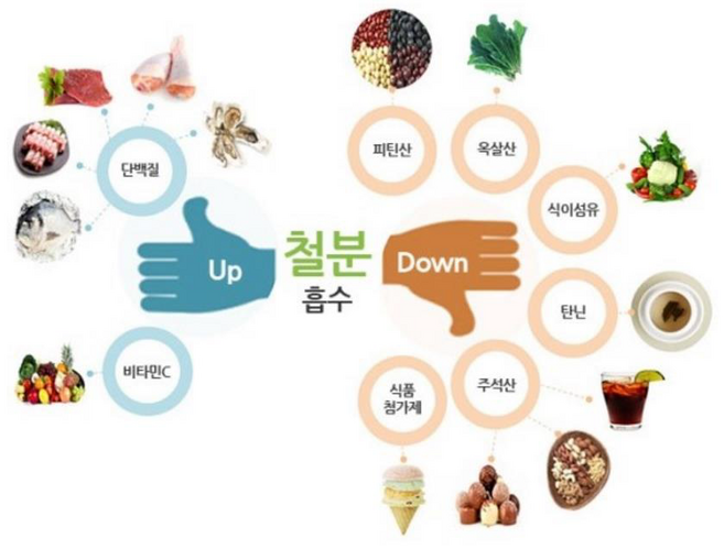 철 흡수 요인