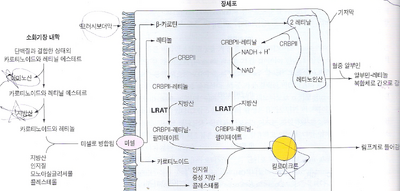 비타민 A의 흡수경로