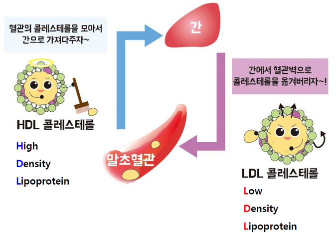 지단백질-0