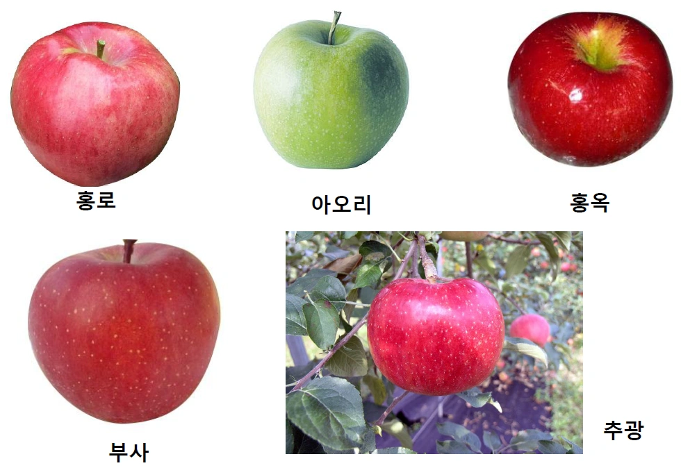 사과 | 식품영양 위키 | Fandom