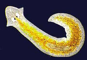 Planaria