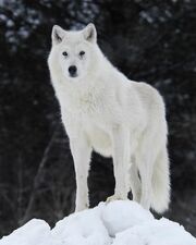 ArcticWolf
