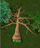 Bracken