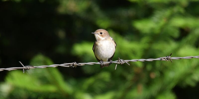 Ficedula Hypoleuca Observations Oiseaux Wiki Fandom