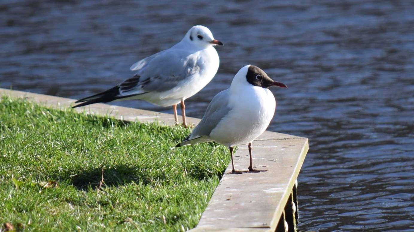 Chroicocephalus ridibundus Observations oiseaux Wiki Fandom