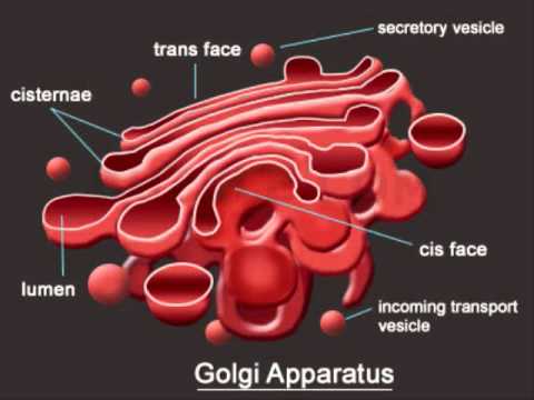 Golgi Apparatus | OCR AS Biology glossary Wiki | FANDOM powered by Wikia