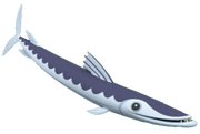 Baracuda