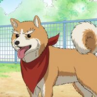 Wallpaper Oda Shinamon Nobunaga Wiki Fandom Free