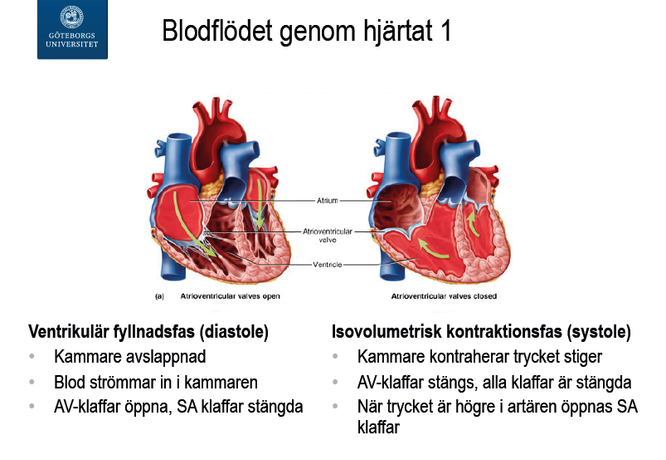 TP3MO1 Hjärtfysiologi, föreläsningsanteckningar | Odontologi GU ...