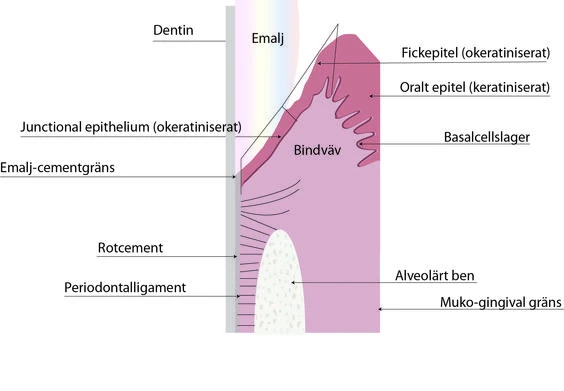 Parodontologi instuderingsfrågor | Odontologi GU Wikia | FANDOM powered ...