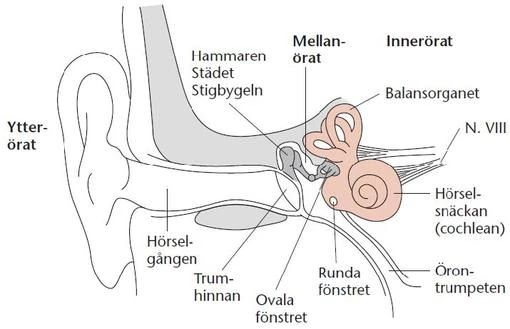 TP3MO1 Syn och hörsel, föreläsningsanteckningar | Odontologi GU Wikia ...