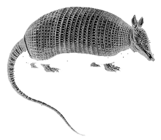 Armadillosteamlogo