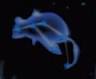 Constellation Tachigami