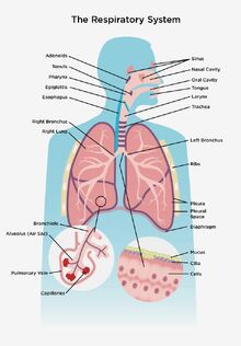 Respiratory System